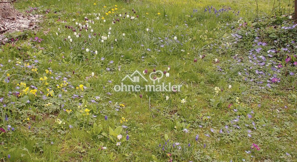 Blumenwiese 