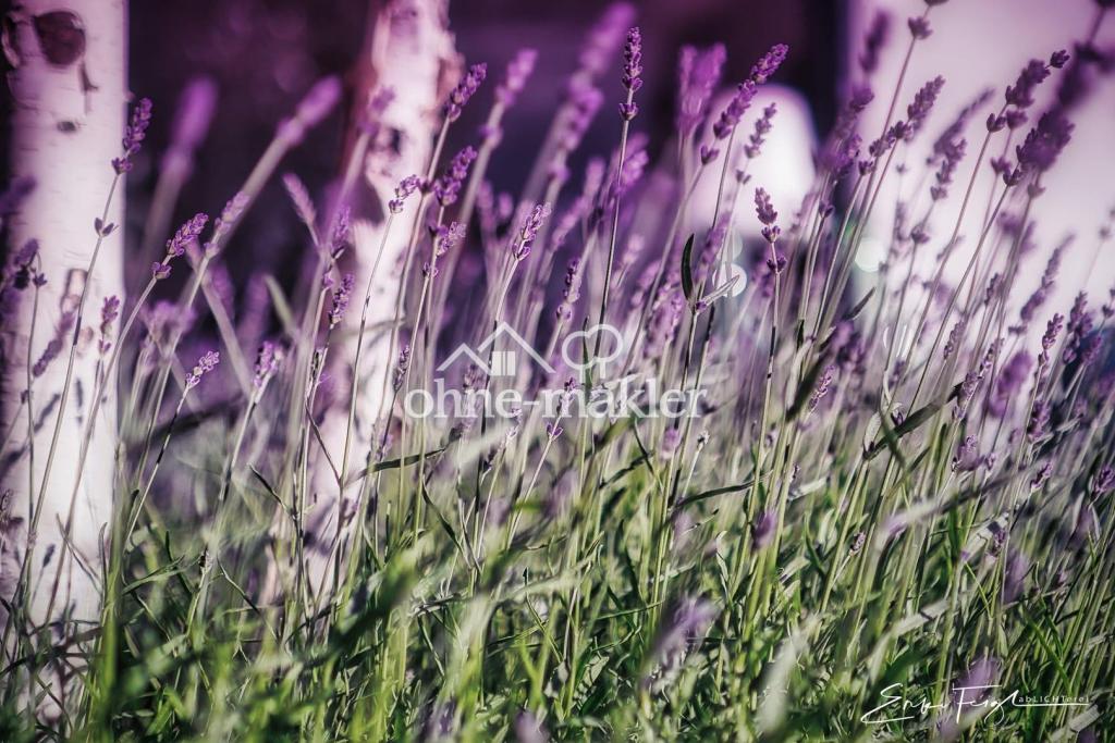 Lavendel im Atrium