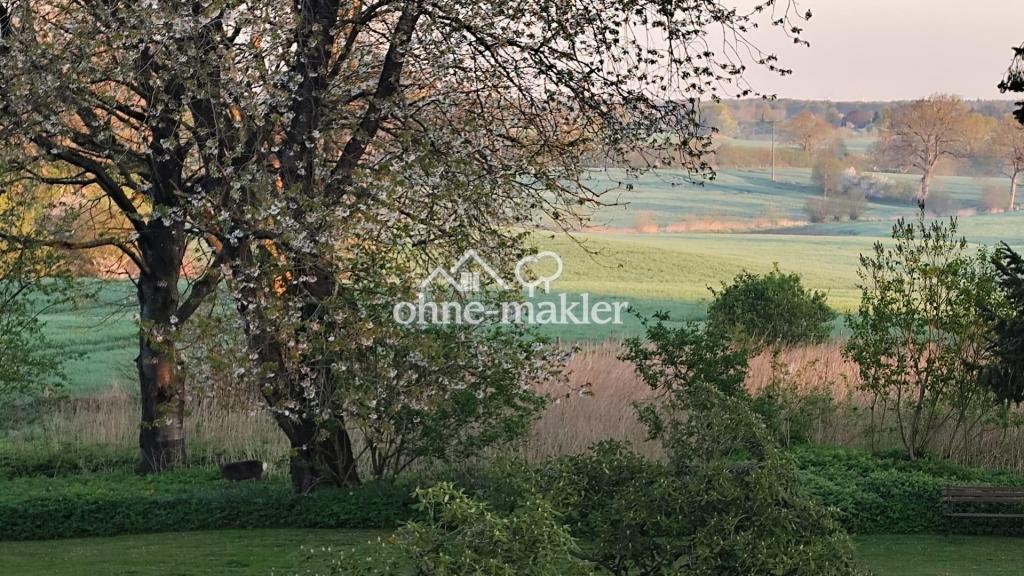 Morgenstimmung mit Reh