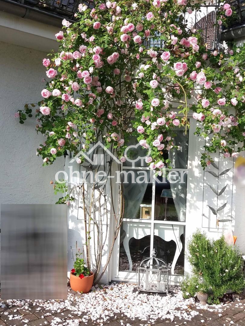 Rosenstock vor dem Esszimmer