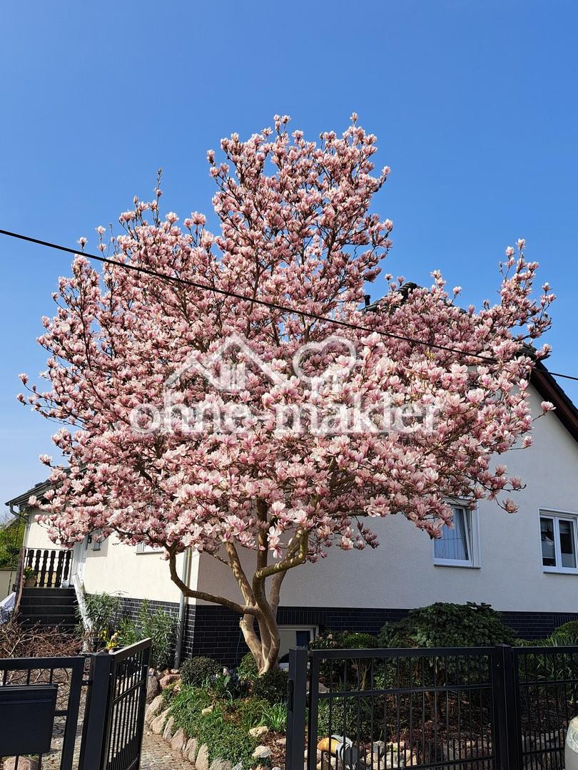 Vorderansicht im Frühjahr