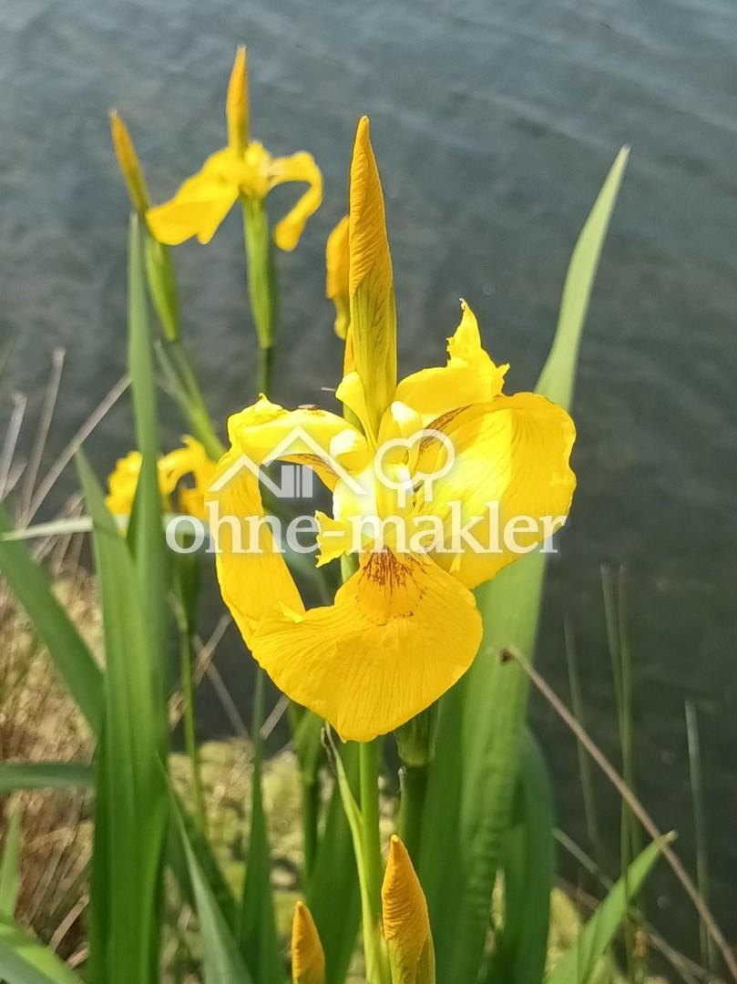 Natur