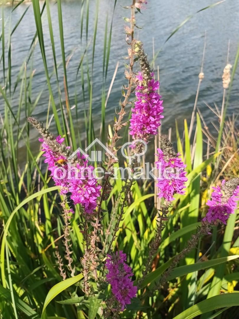 Natur