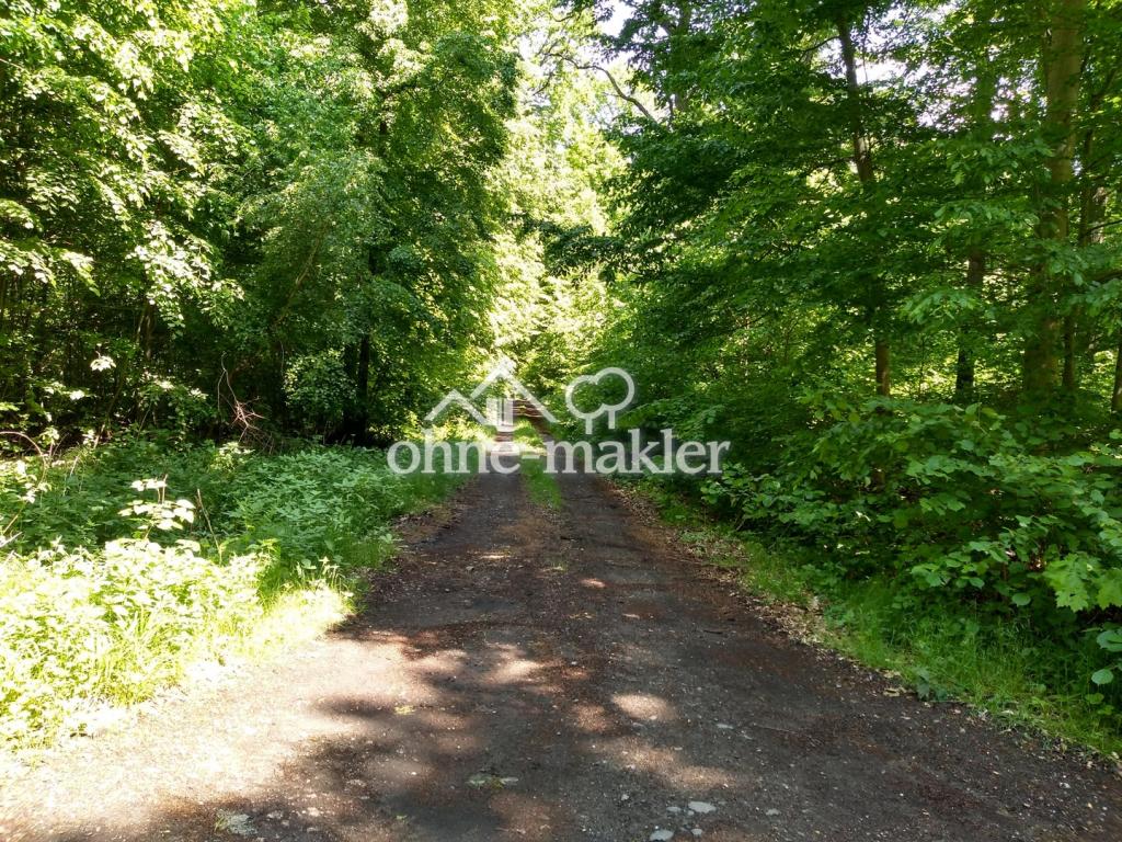 Waldwege