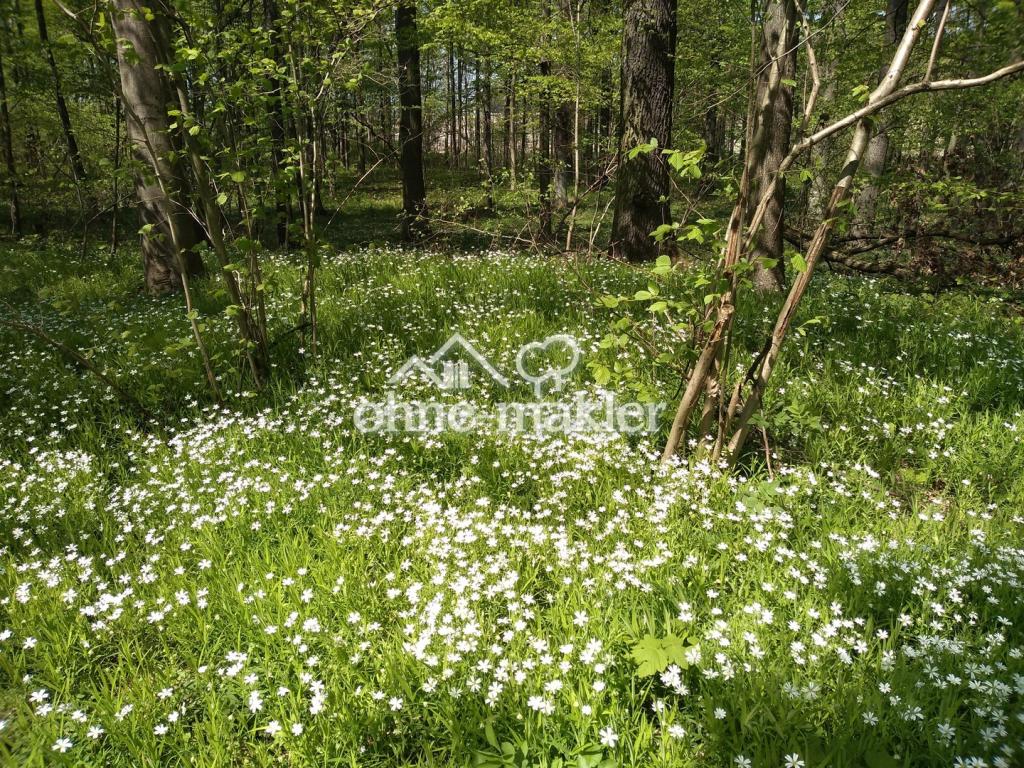 angrenzender Wald