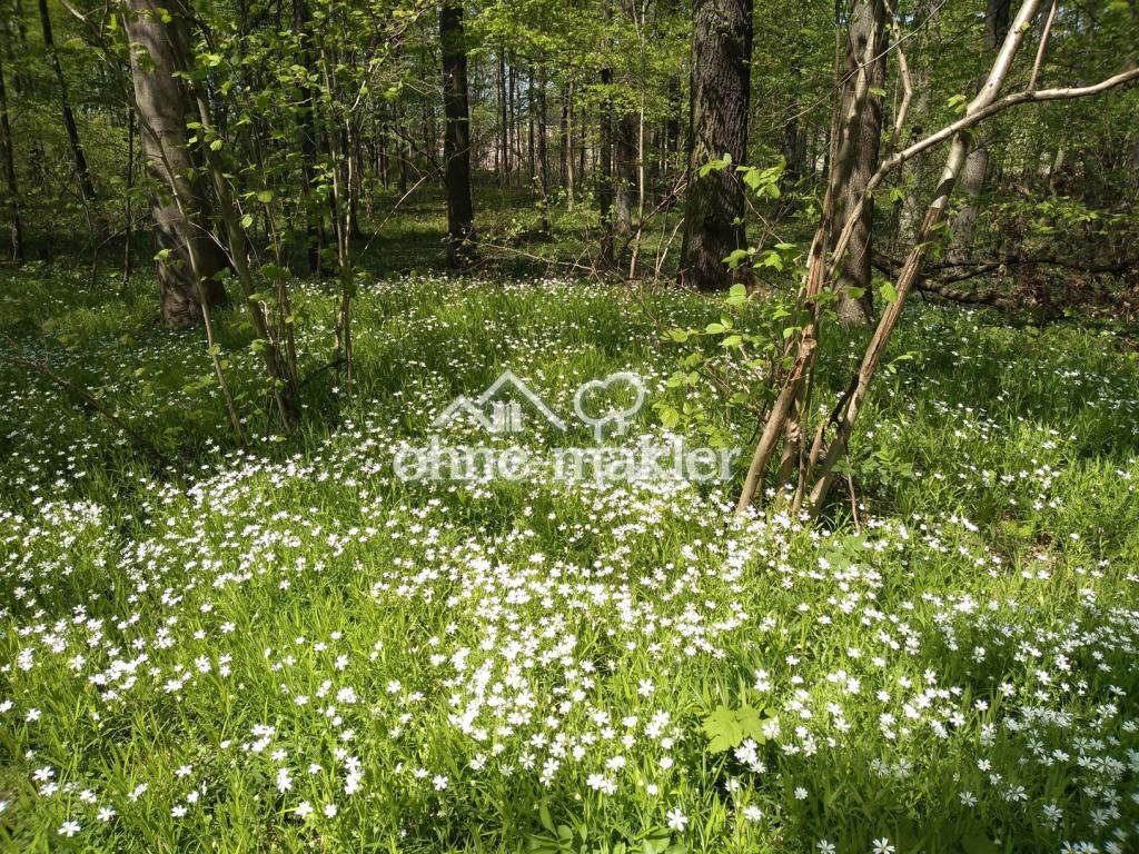angrenzender Wald