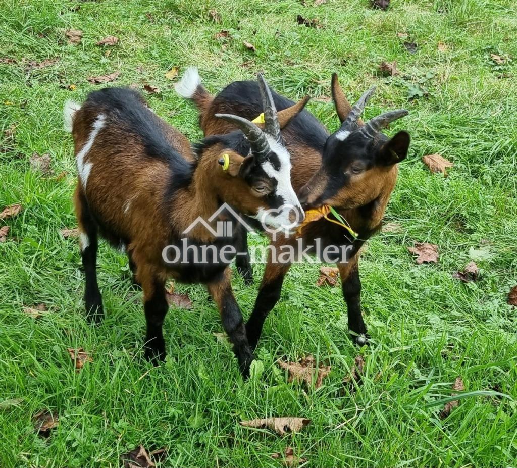 Tierhaltung