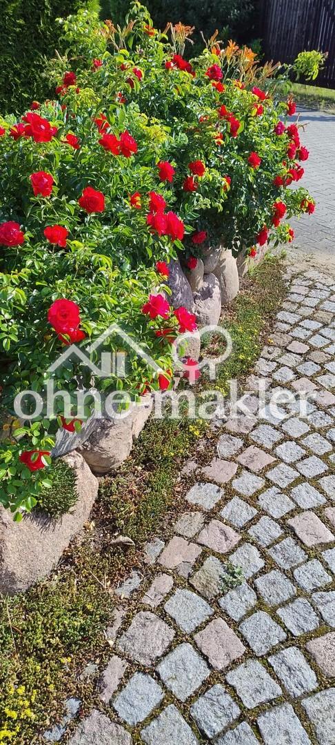 Friesenwall mit Blütenpracht