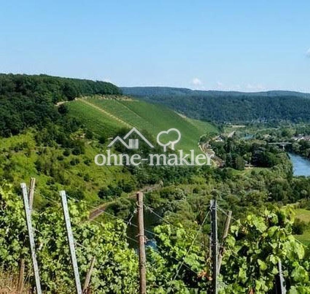 Weinberge an der Saar