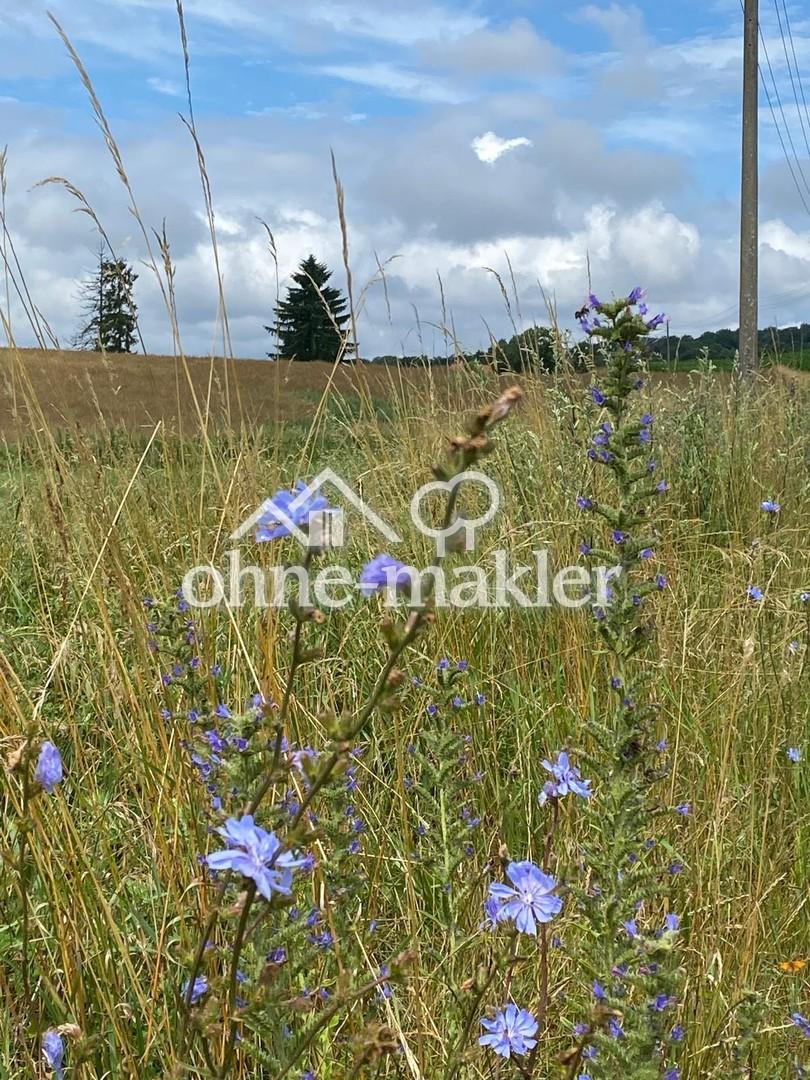 Wildwiese