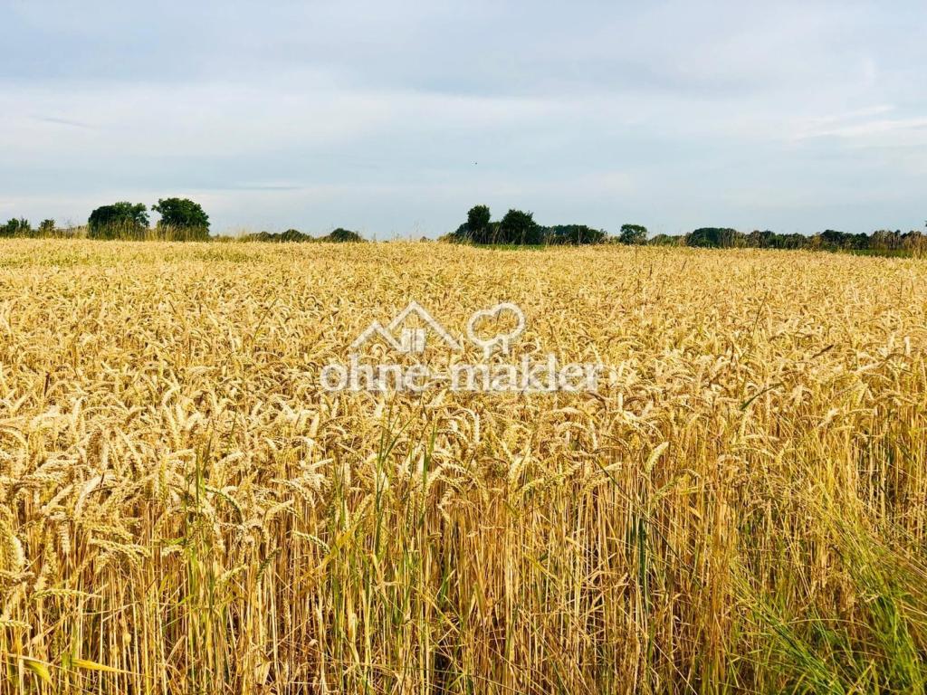 Getreidefeld