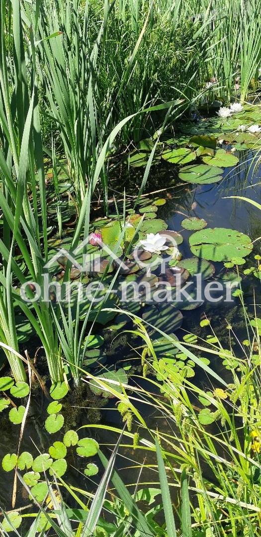 Teich