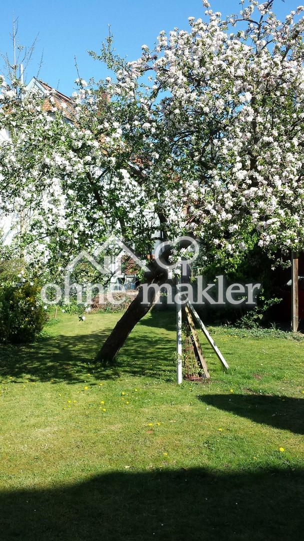 Apfelblüte