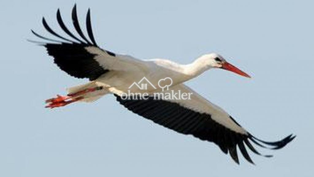 Storch