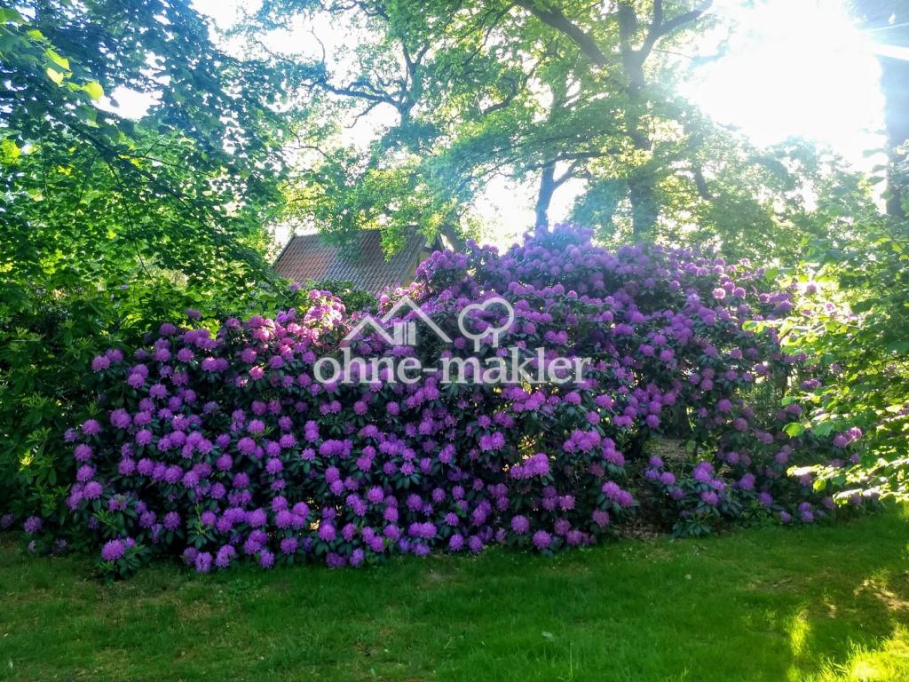 Rhododendren