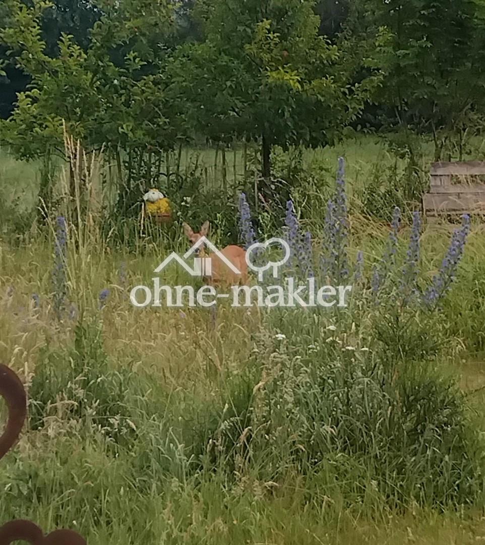 Rehlein ist hier auch zuhause