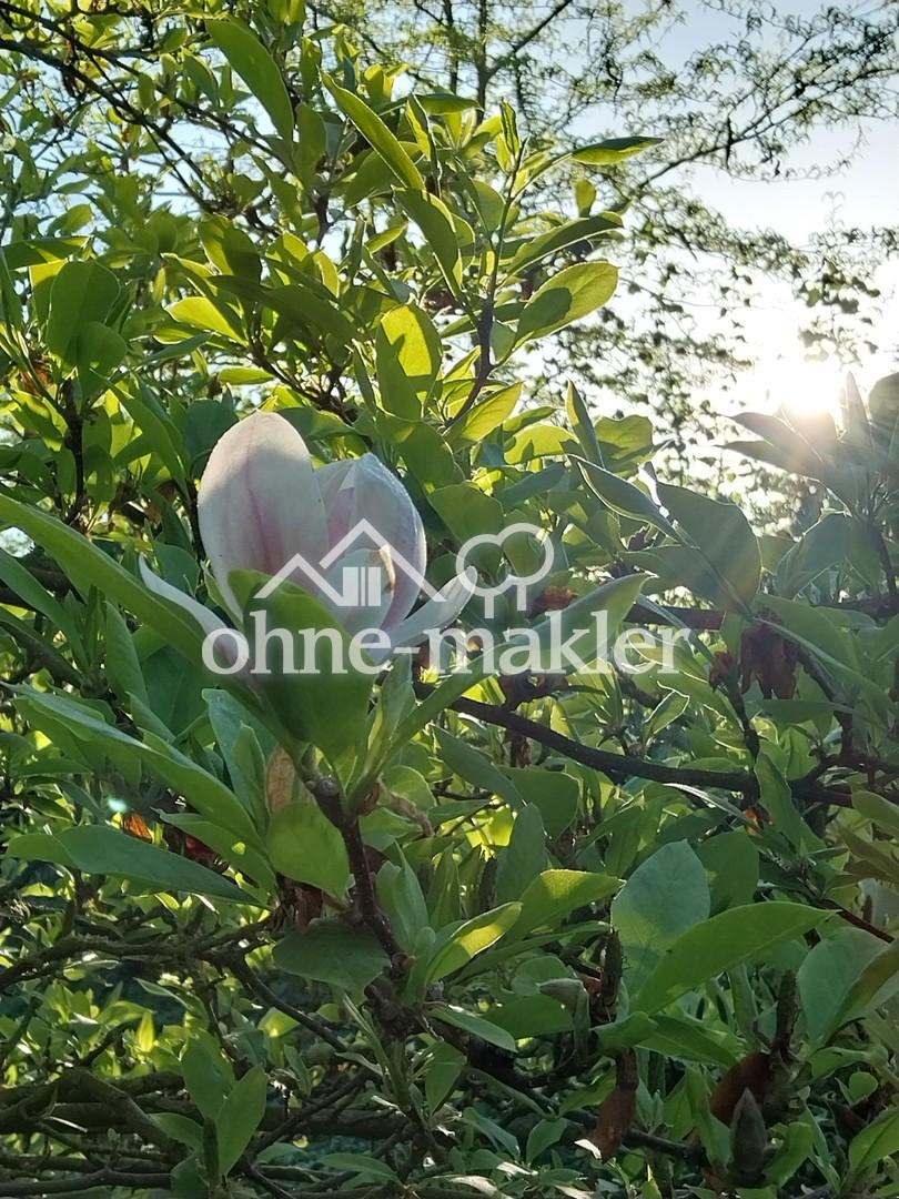Tulpenbaum