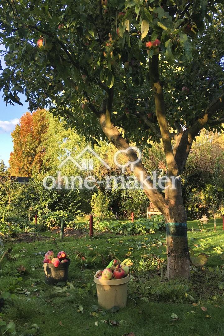 Apfelbaum und anderes Obst
