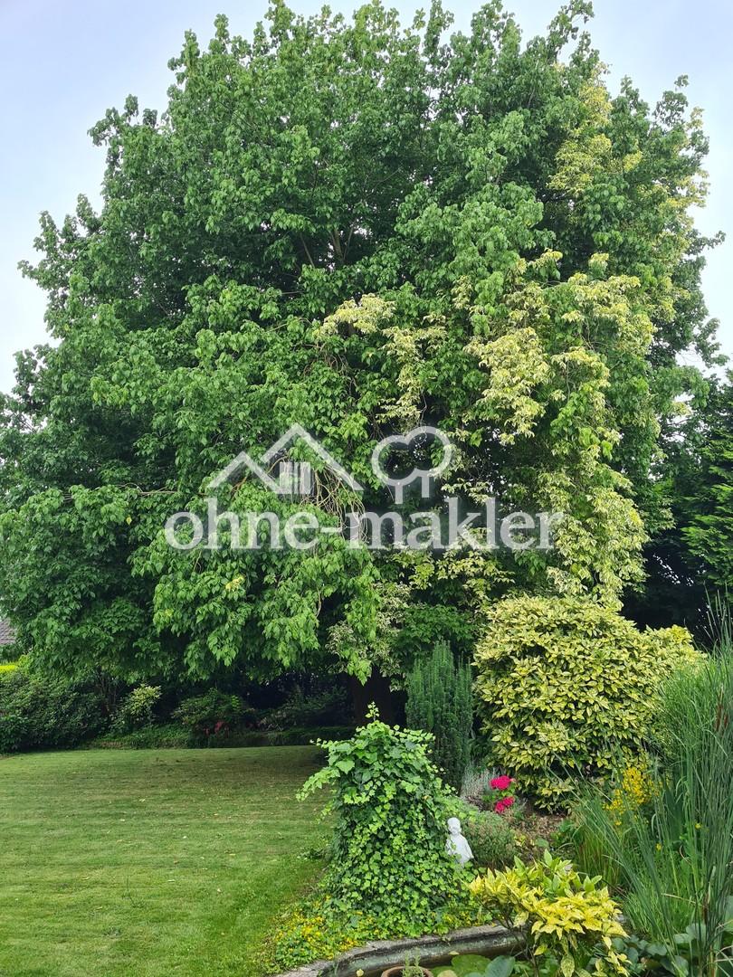 großer Solitärbaum
