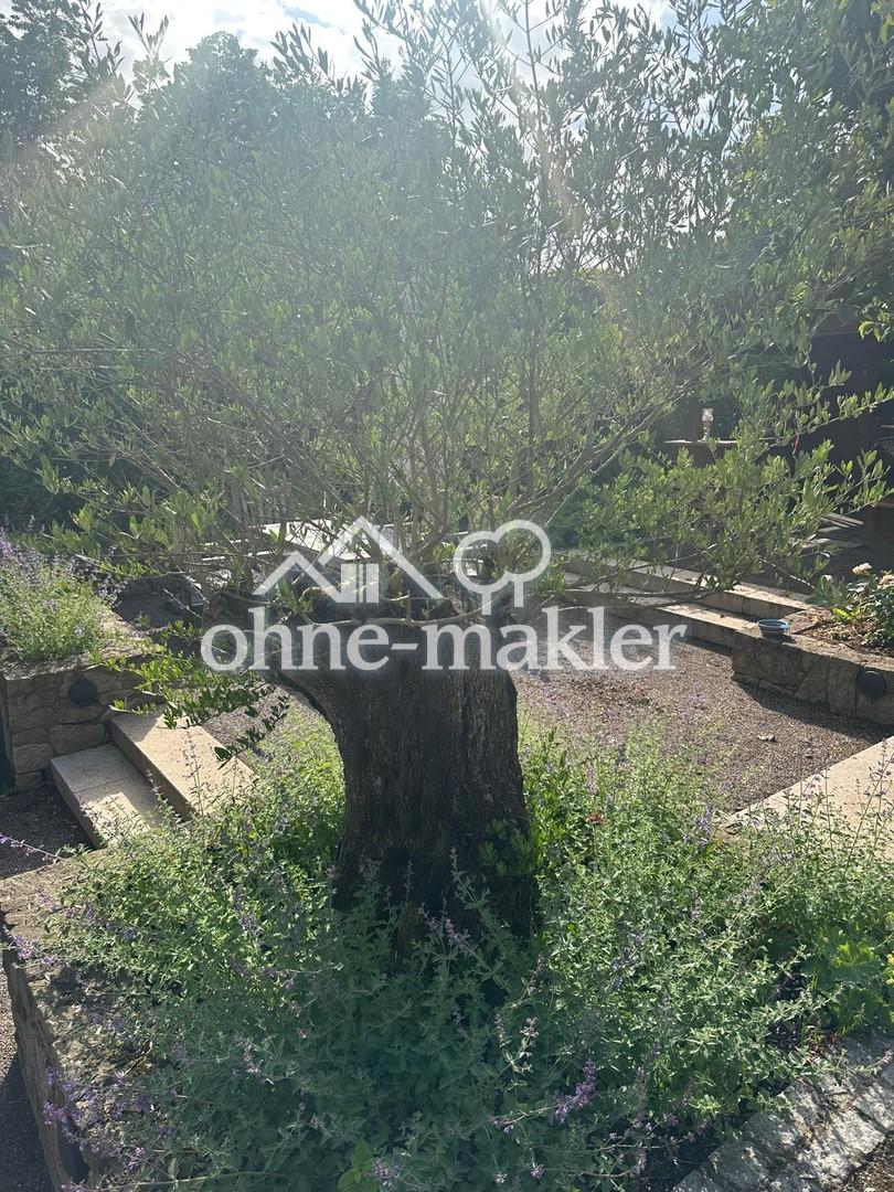 Garten mit Olivenbaum