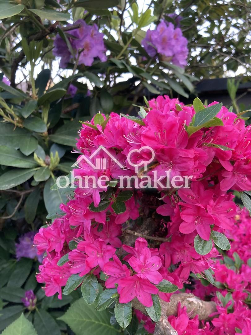 Rhododendron und Azaleen