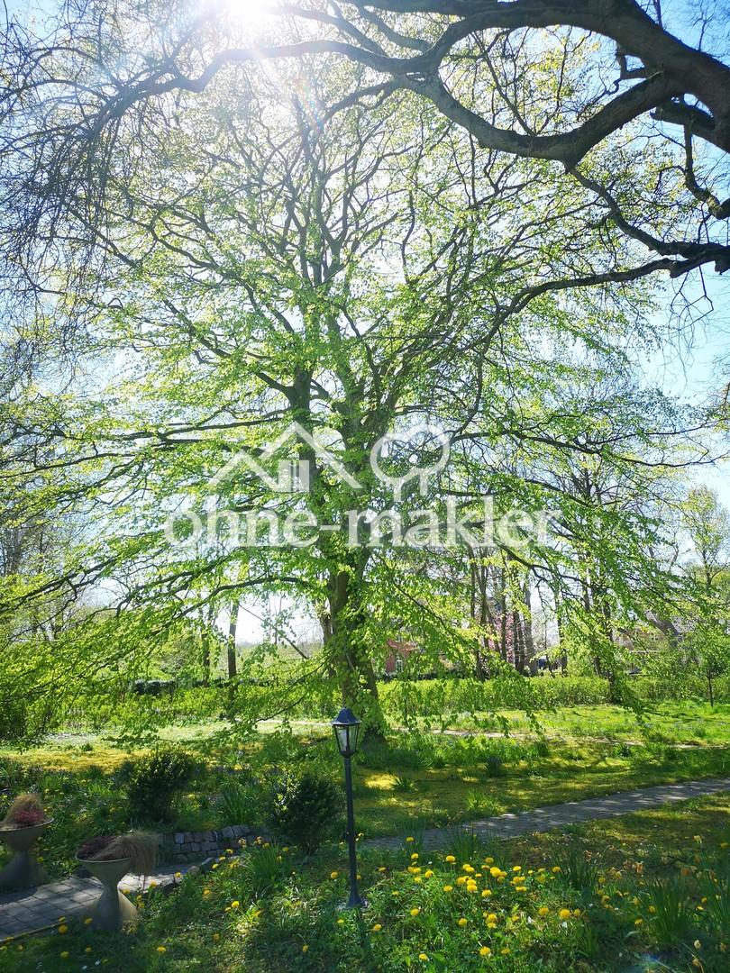 Buche im vorderen Garten
