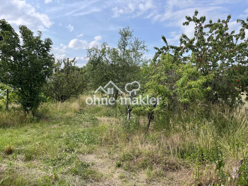 Obstgarten & Wiese