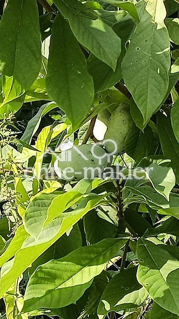 Frucht der Paw Paw