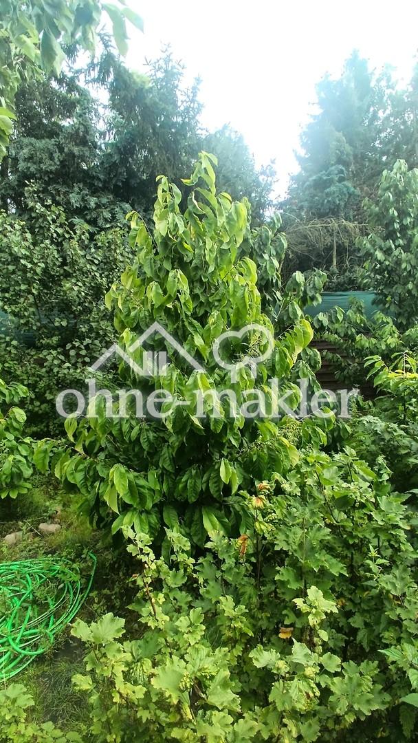 Paw Paw ( Indianer Banane )