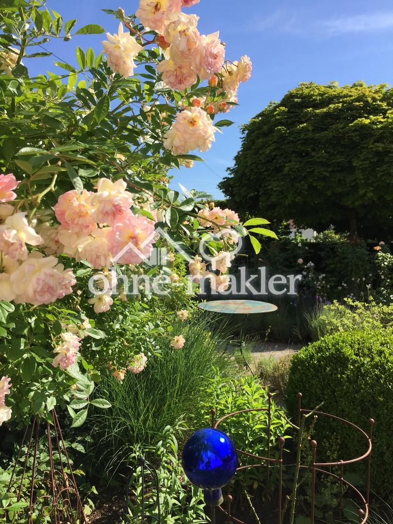 Rosenblüte im Vorgarten