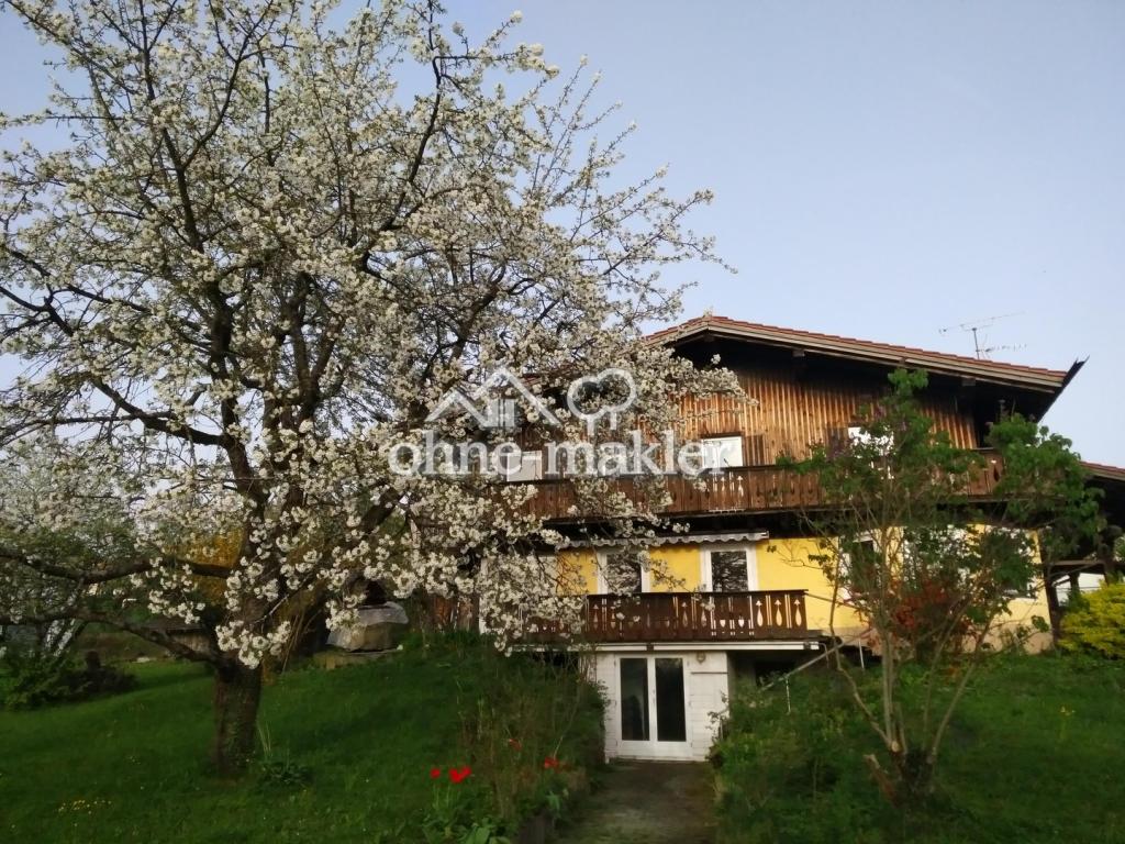 Blühender Kirschbaum