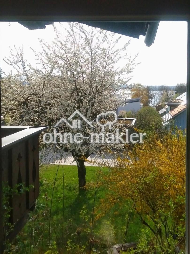 Der blühende Kirschbaum