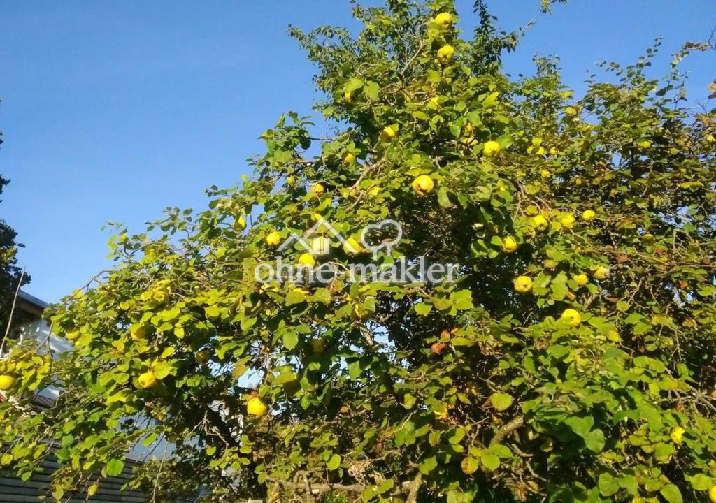 Quitten im Garten