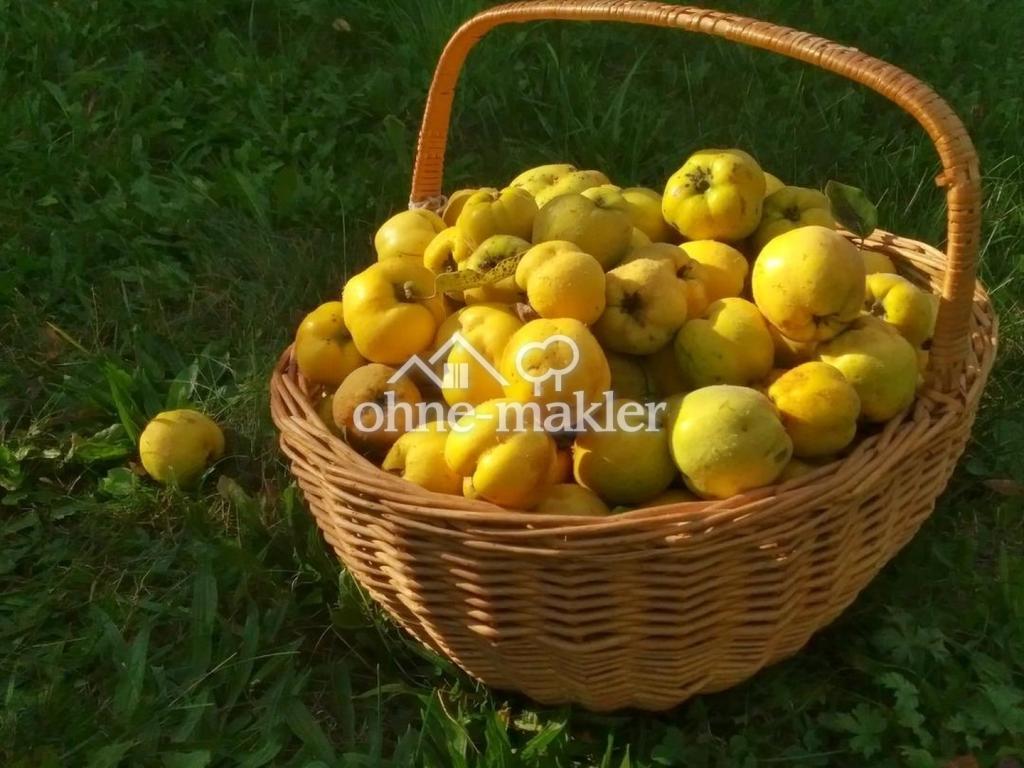 Die Quittenernte