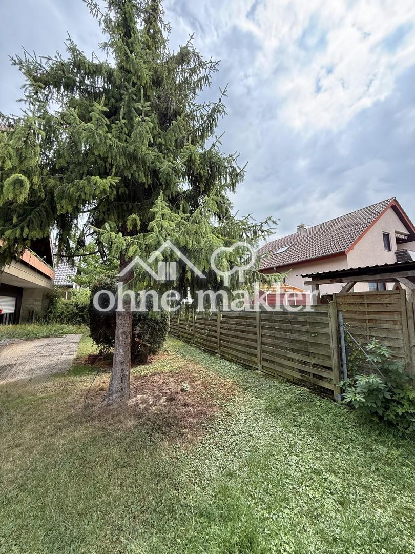Blick Richtung Ginko Baum