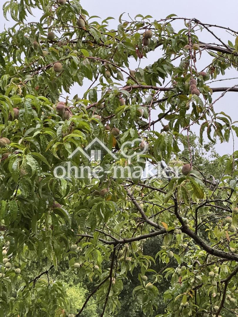 Obstbaum