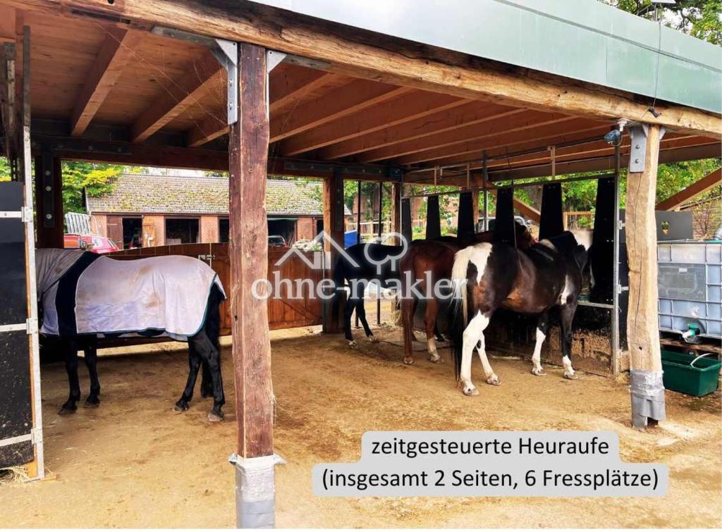 (zeitgesteuerte) Heufütterung