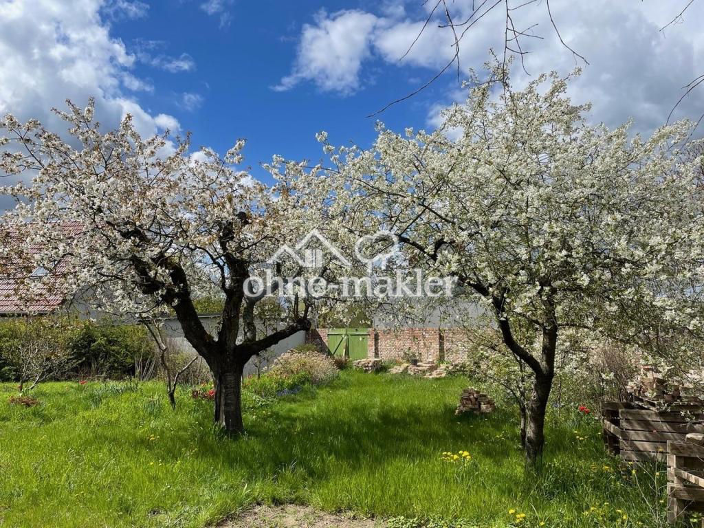 Obstbäume im Garten (Frühling)