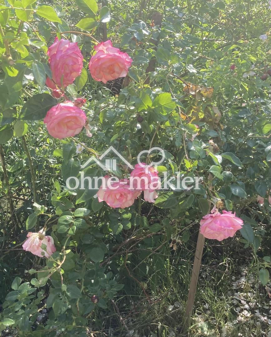 Rosen im Garten