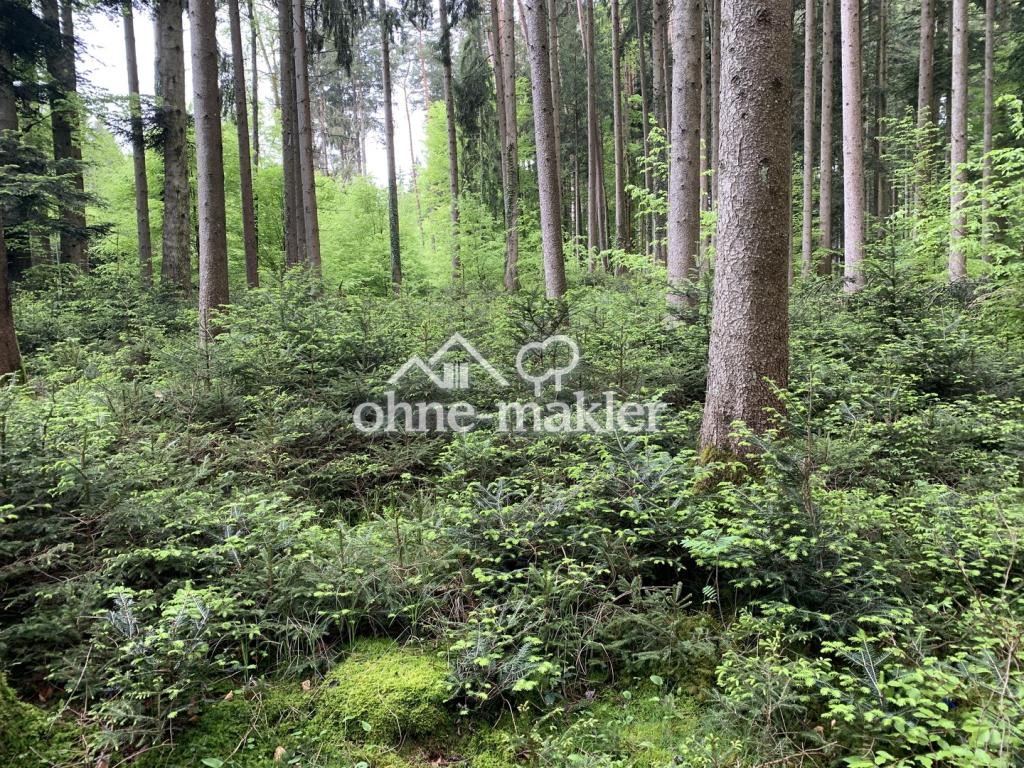 Traumhafte Wälder