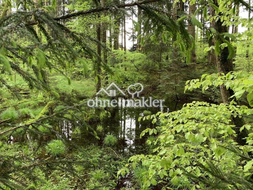 Natur-Wildententeich