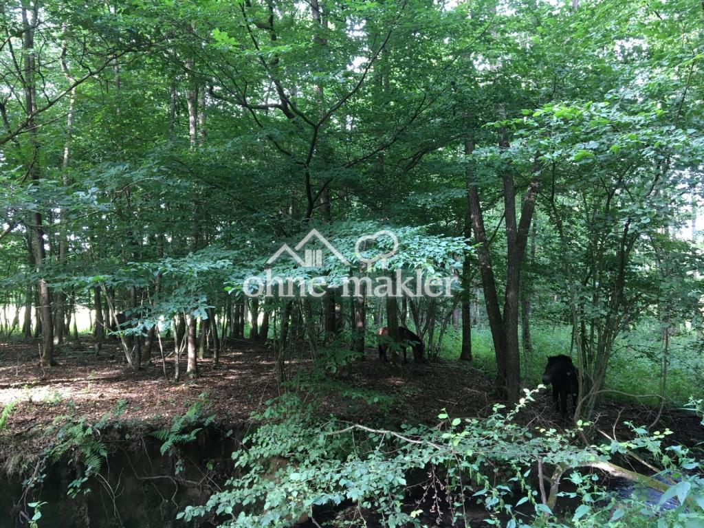 Umgebung: Hutewald