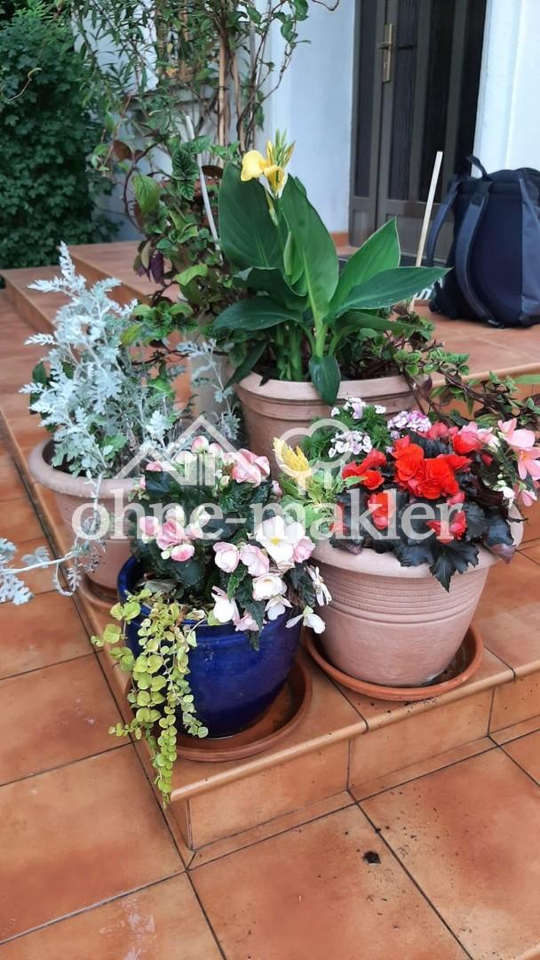 08 Blumen auf der Treppe