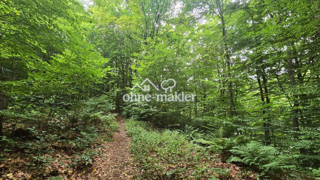 Laubwald mit Pfad