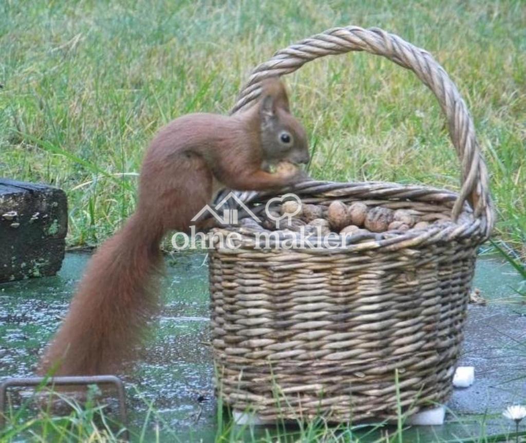 Nachbarn aus dem Wald