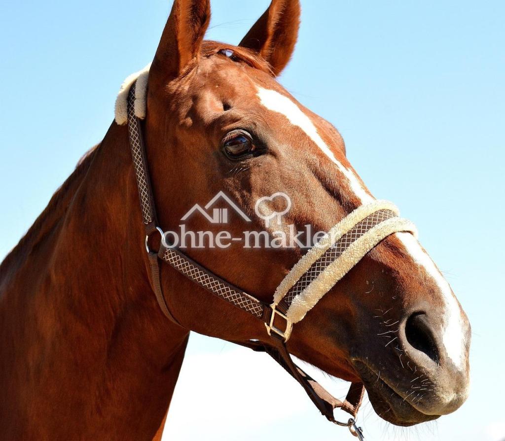 Reiten? Vor der Tür!