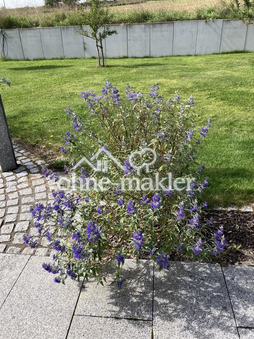 rechts neben Gartendusche