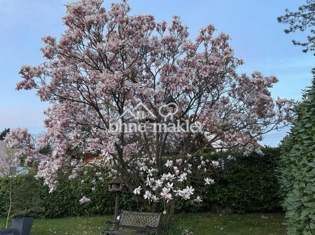 Magnolie