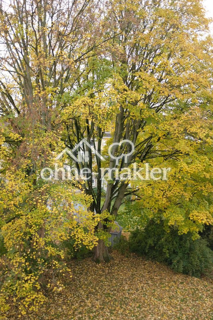 Garten 1