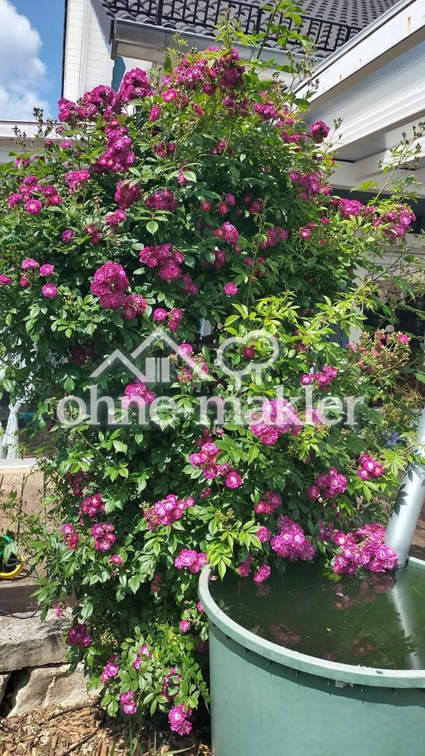 im Garten